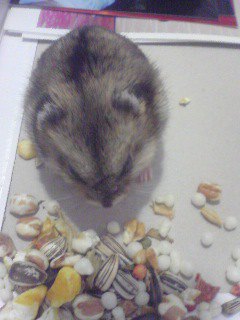 チョロver.(o>▽<)ь