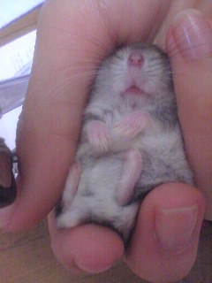 おやすみチュウ♪