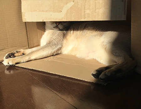 ほうこくします。