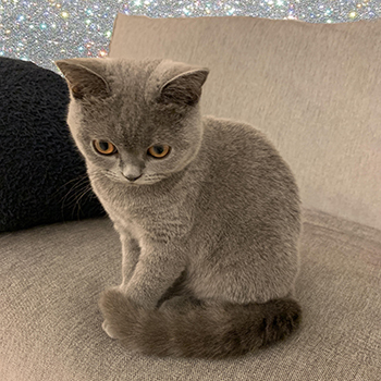 愛猫