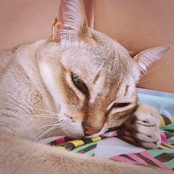 私のリヨン