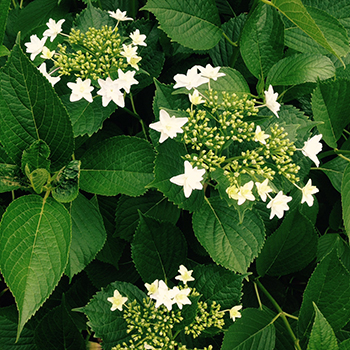 紫陽花は咲き始めもなかなか