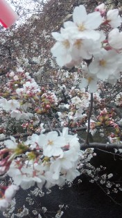 桜♪