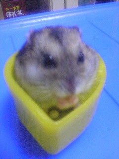 すっぽり♪