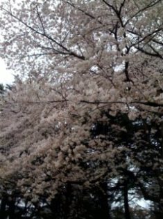 ぉ花見散歩♪