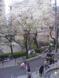 桜ヒラヒラ♪゛