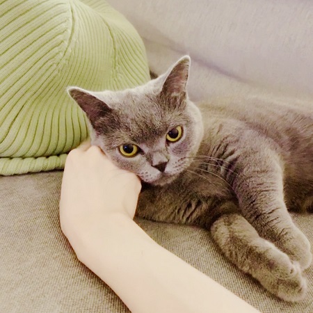告知。と見せかけて猫可愛い〜