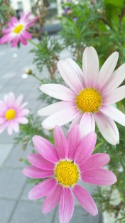お花♪