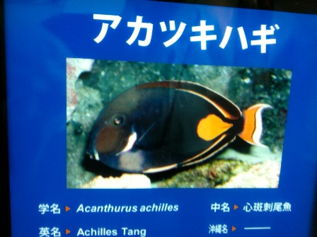 沖縄の思い出☆