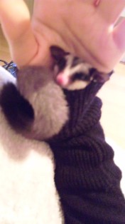 袖の中からこんにちわ♪